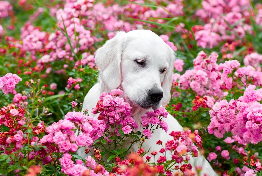 Labrador retriever