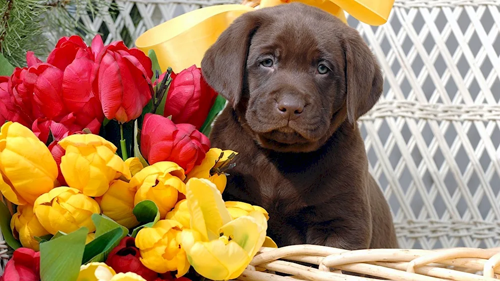 Labrador retriever