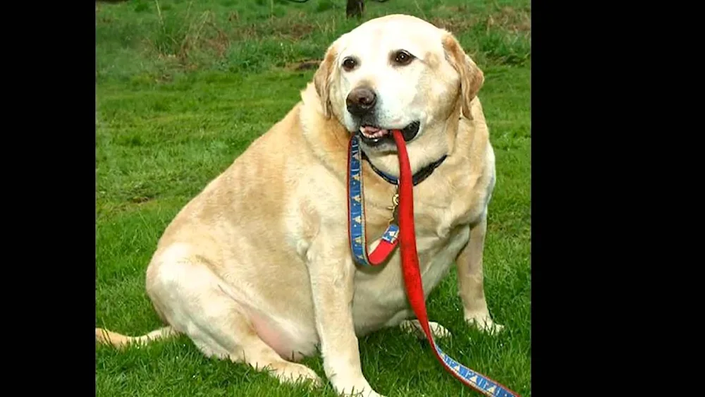 Labrador retriever fat