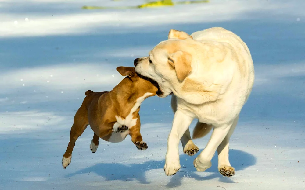 Labrador retriever