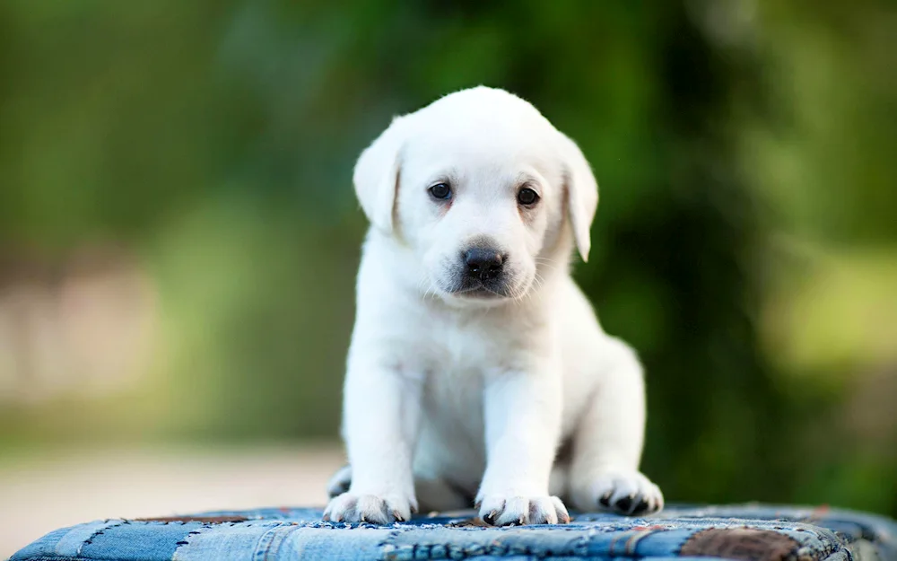 Labrador retriever