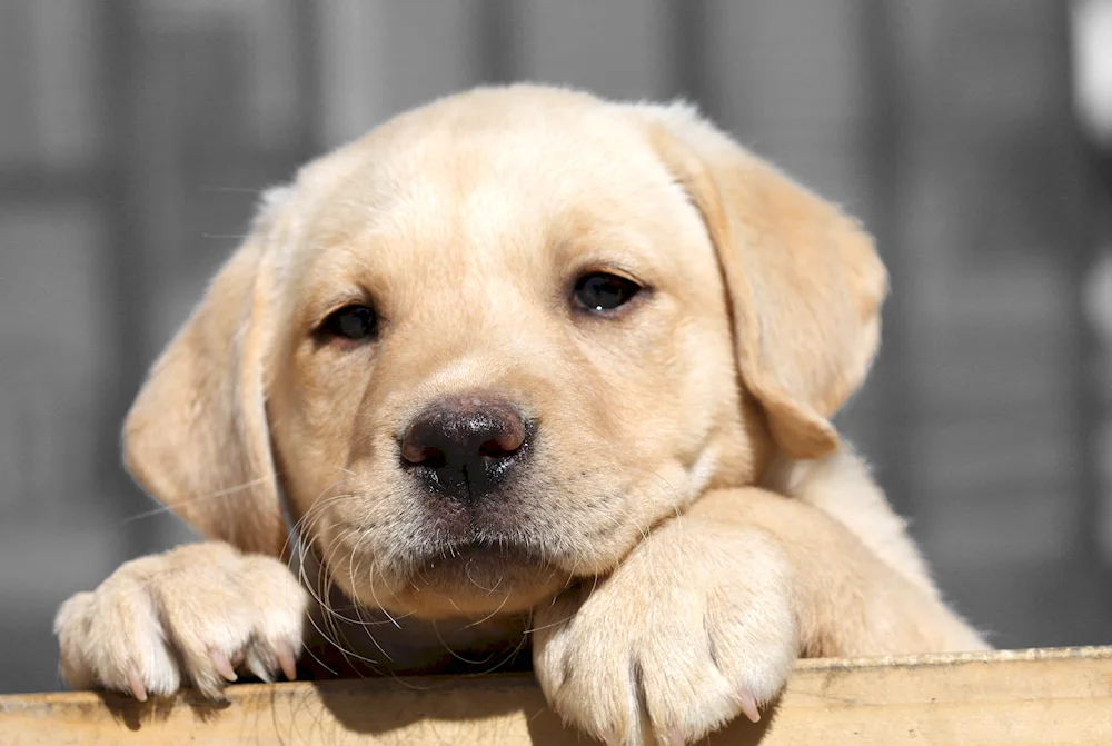 Labrador retriever