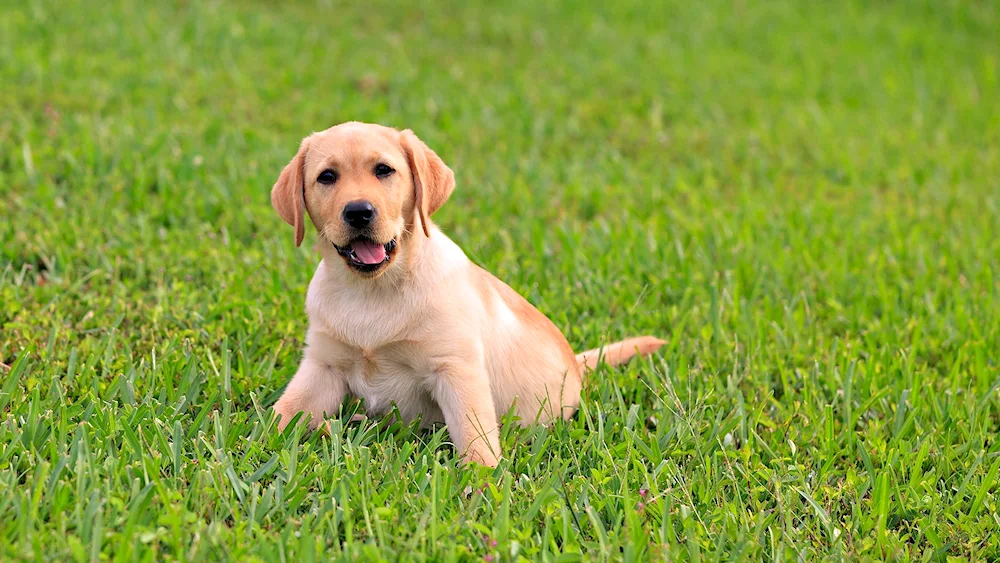 Labrador retriever