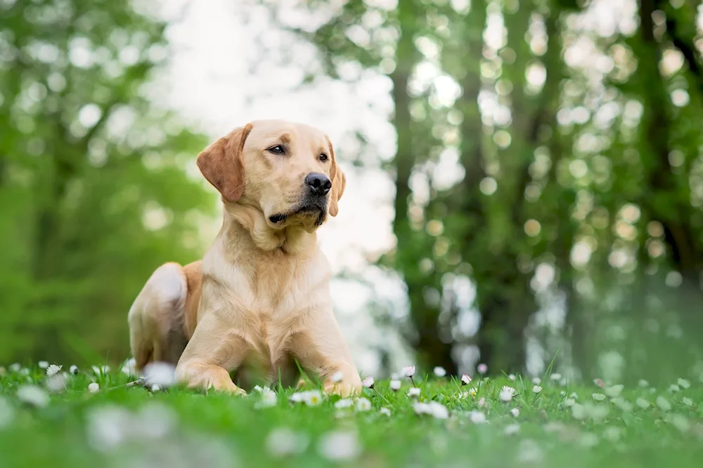 Labrador Retriever