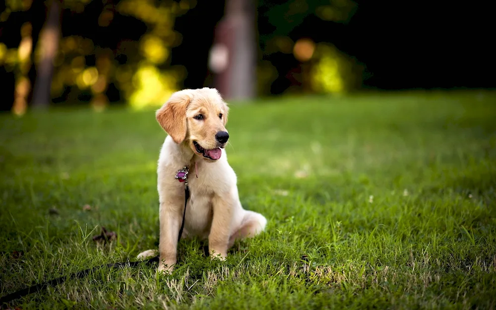 Labrador Retriever puppy