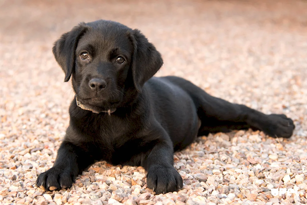 Labrador retriever