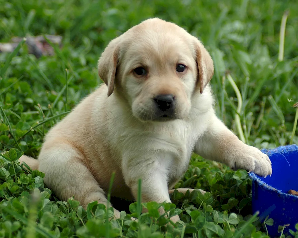 Labrador retriever