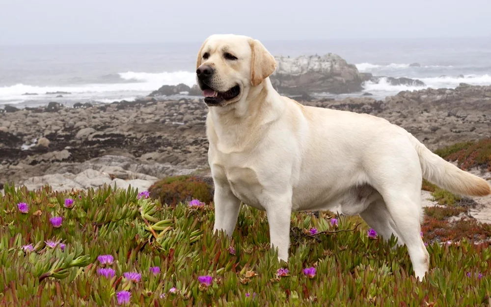 Labrador retriever