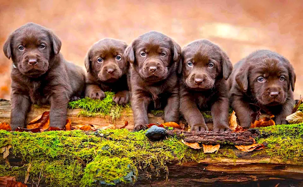 Labrador Retriever