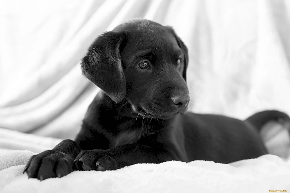 Labrador black and white