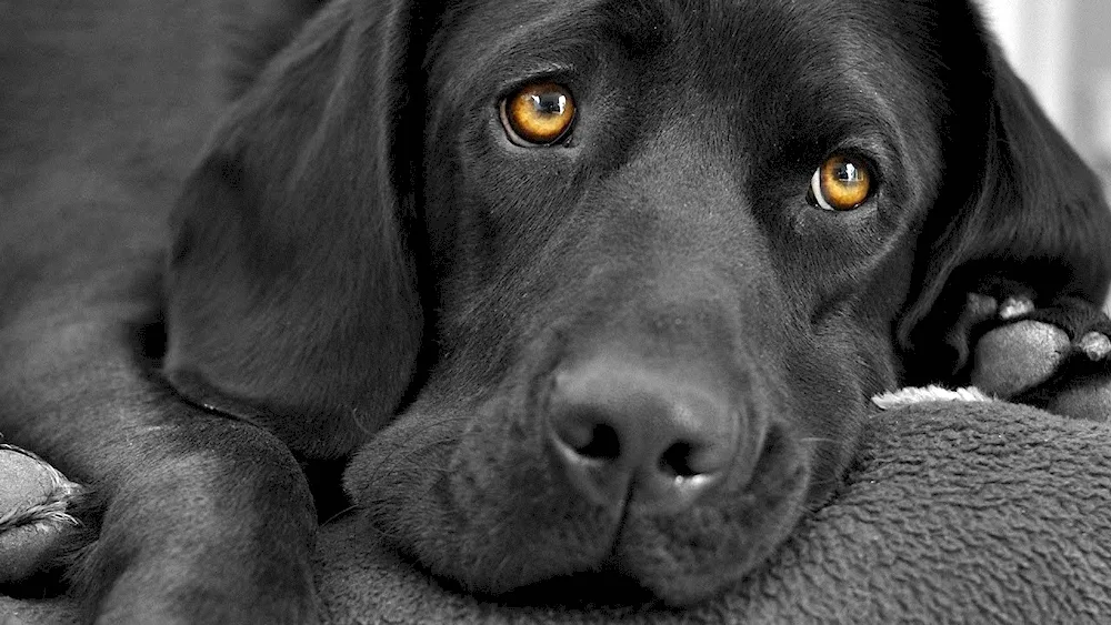 Labrador retriever