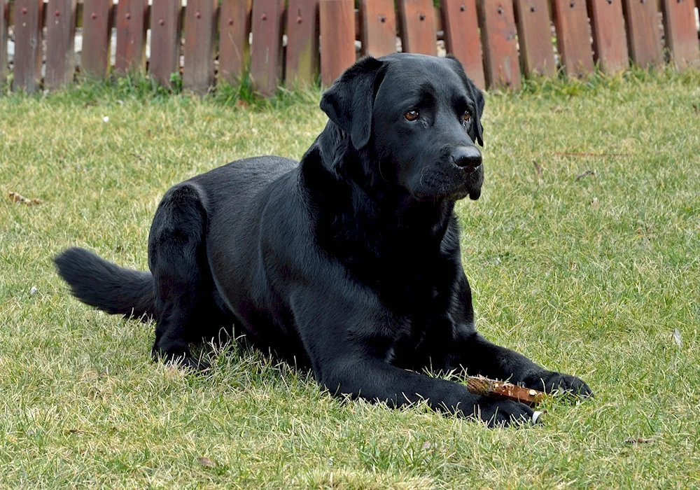 Labrador retriever