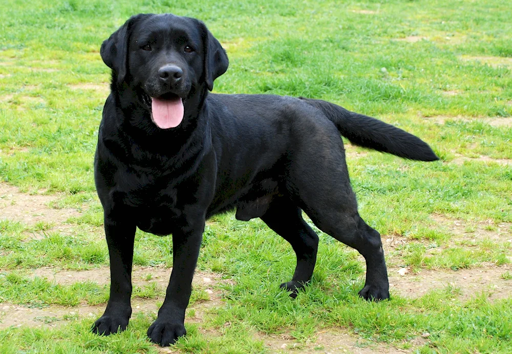 Labrador retriever