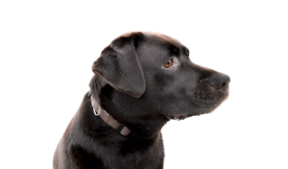 Labrador black