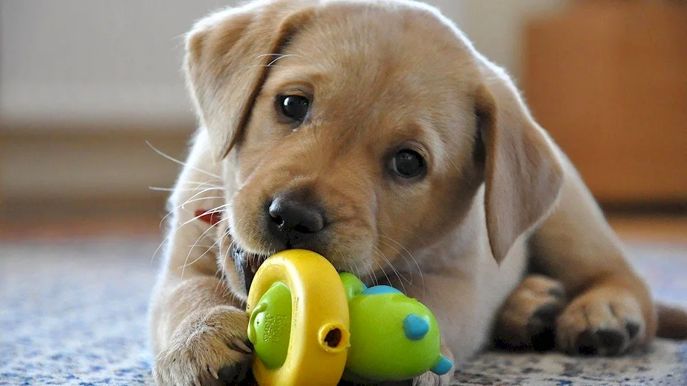 Golden Labrador