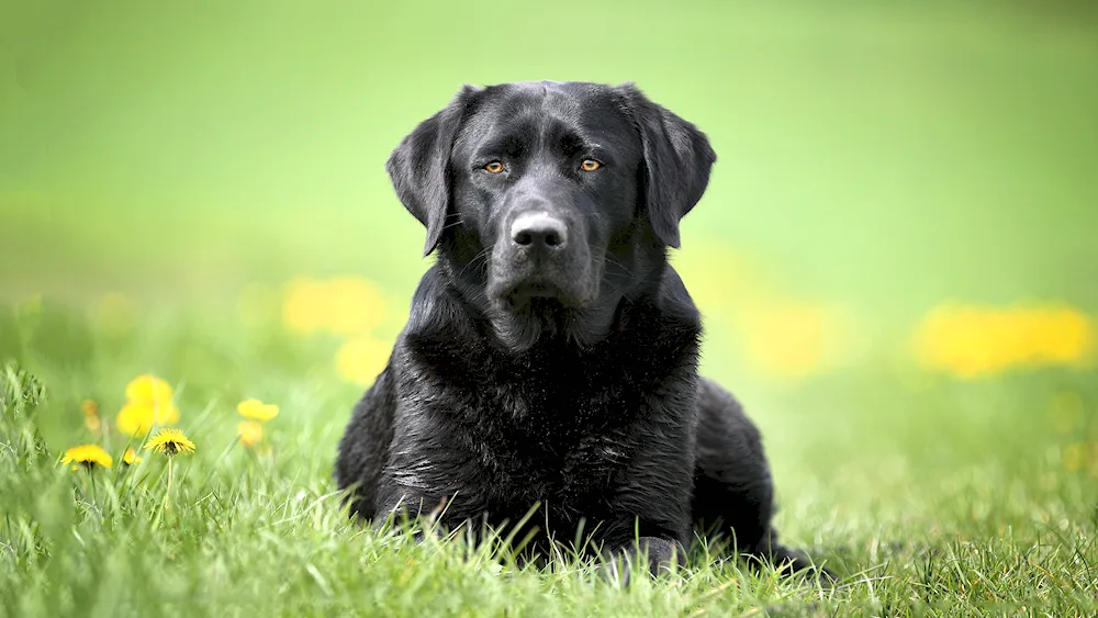 Labrador black