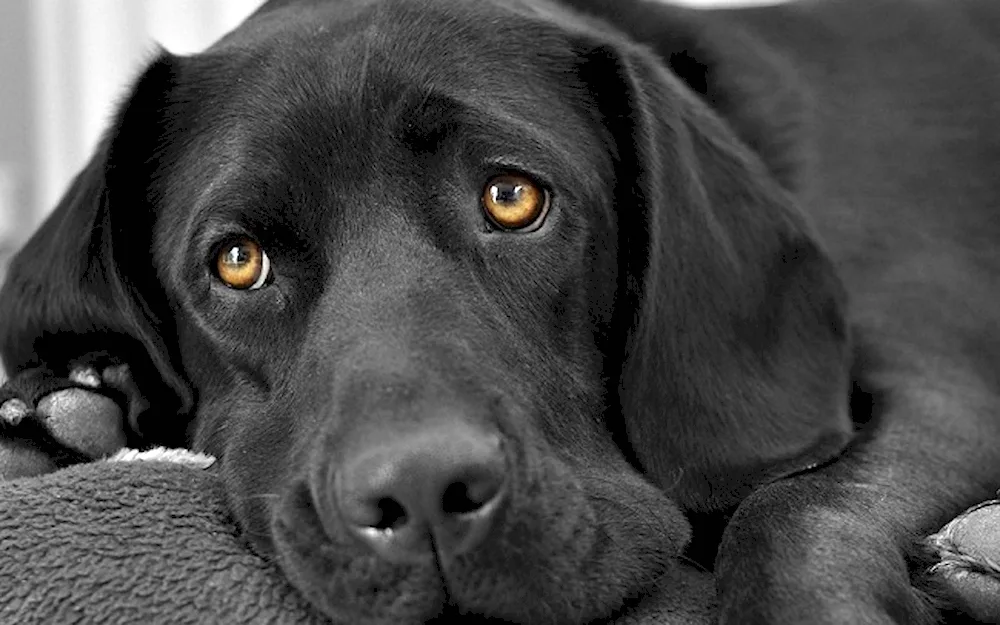 Labrador retriever