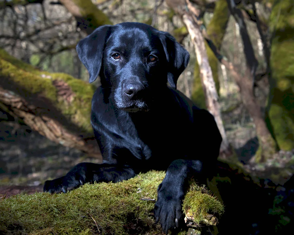 Labrador retriever