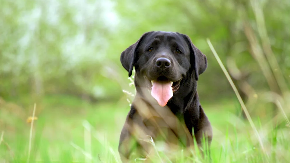 Labrador Black