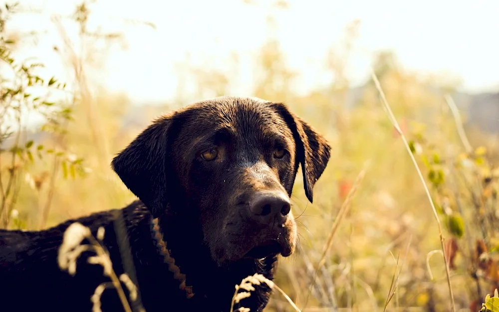 Labrador Black