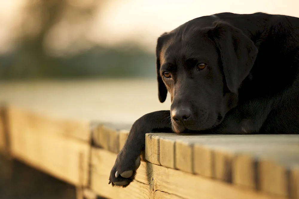 Labrador retriever.