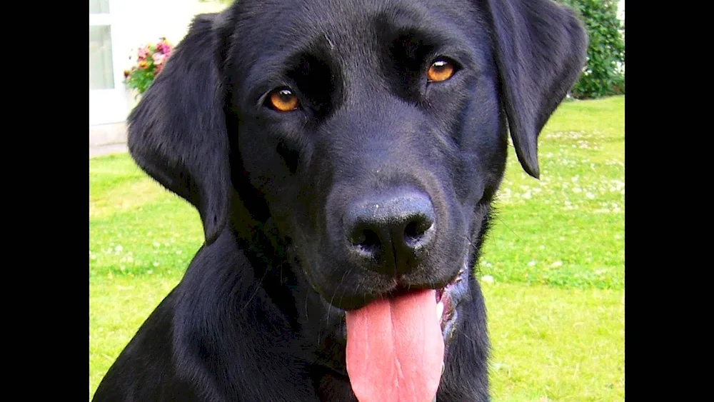 Labrador Retriever