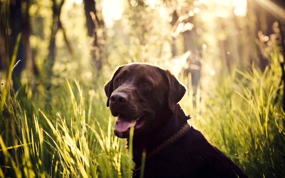 Labrador black