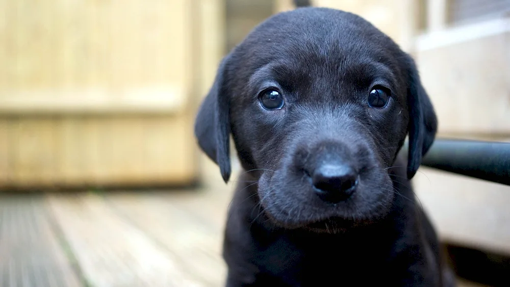 Labrador black