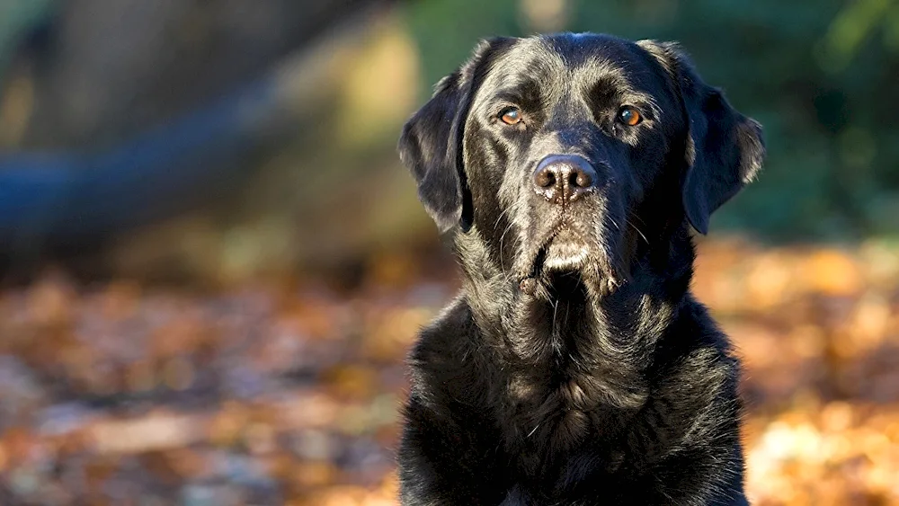 Labrador black