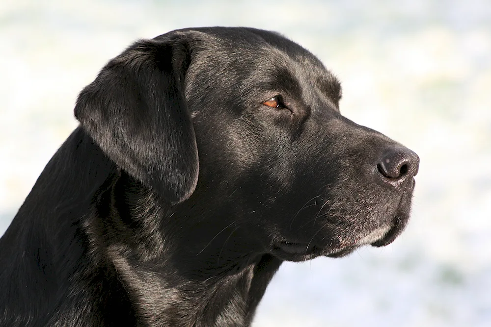 Labrador retriever straight-haired