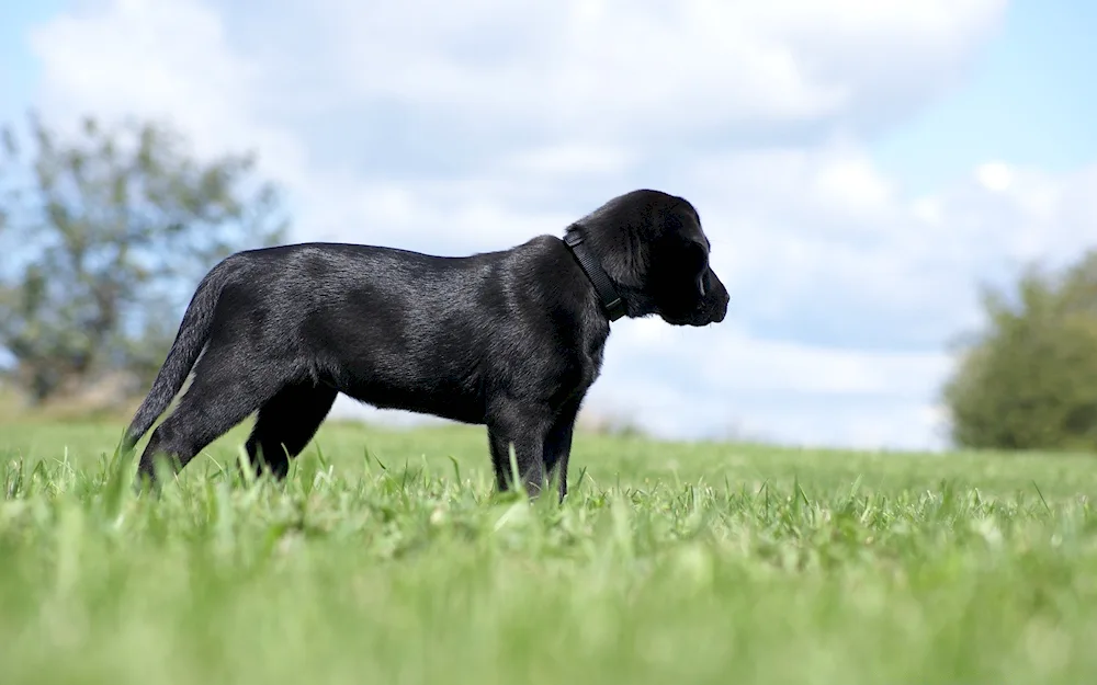 Labrador retriever