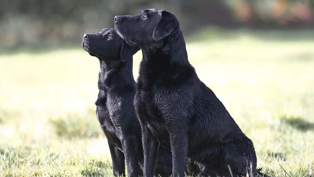 Labrador black