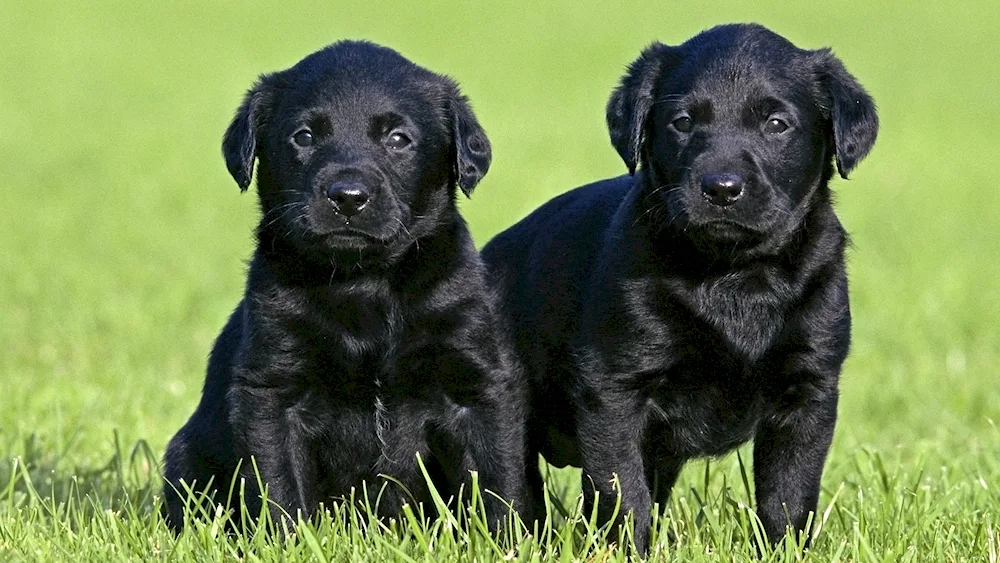 Labrador retriever