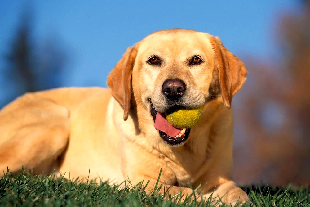 Labrador retriever