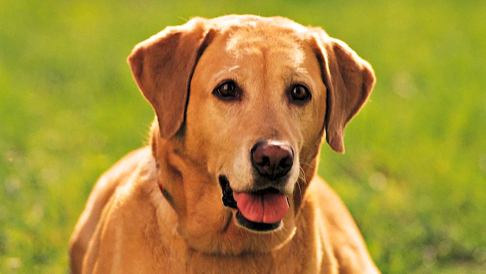 Labrador retriever