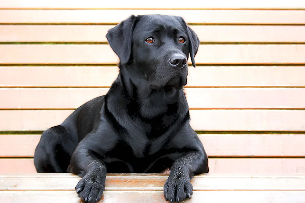 Labrador retriever