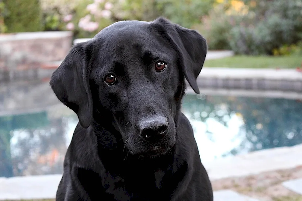 Labrador retriever