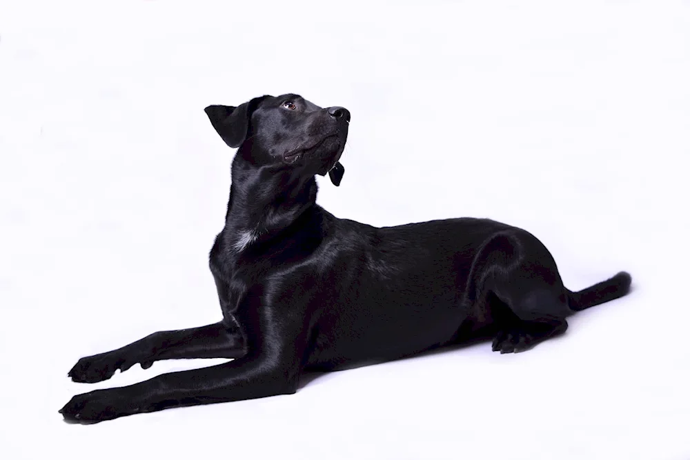 Belgian shepherd black smooth-haired dog