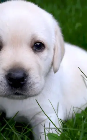 Labrador retriever