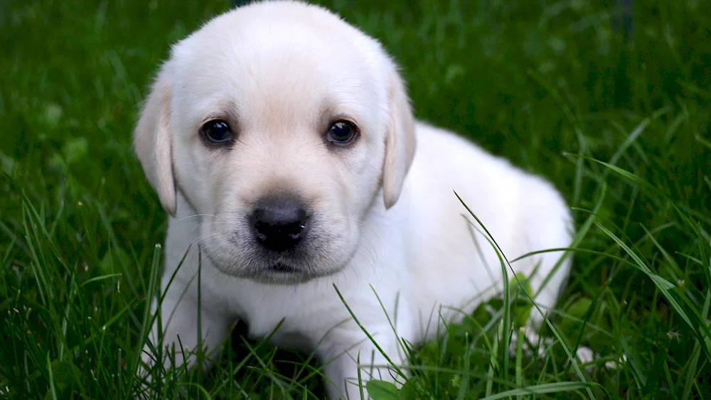 Labrador retriever