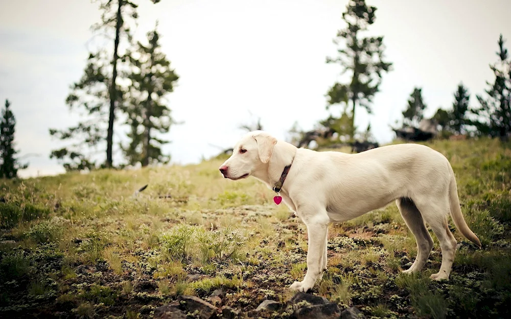 Labrador retriever retriever