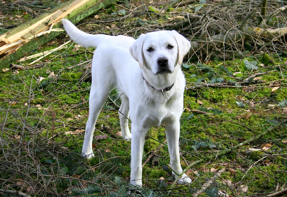 Labrador retriever