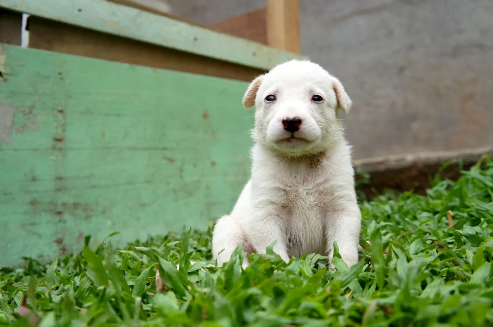 Labrador retriever white