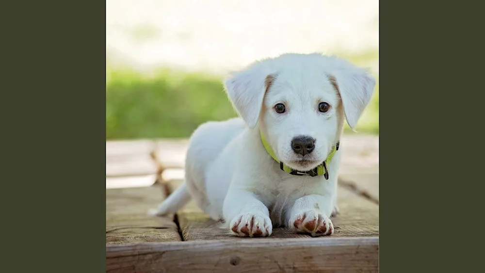 Labrador retriever white