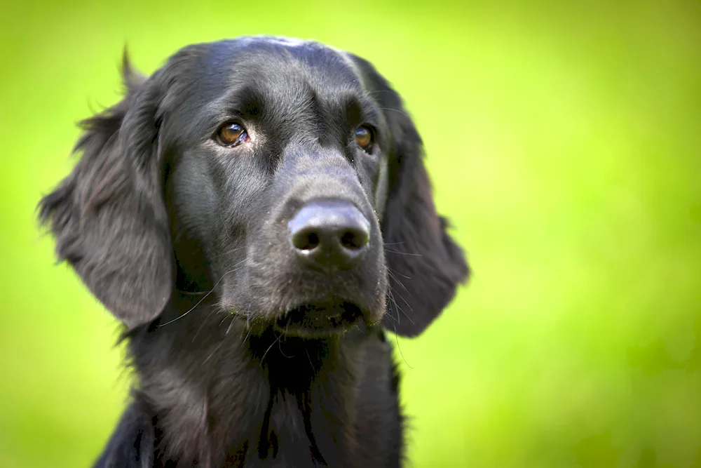 Labrador black