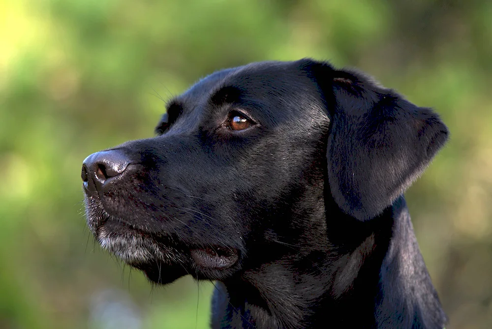 Labrador retriever