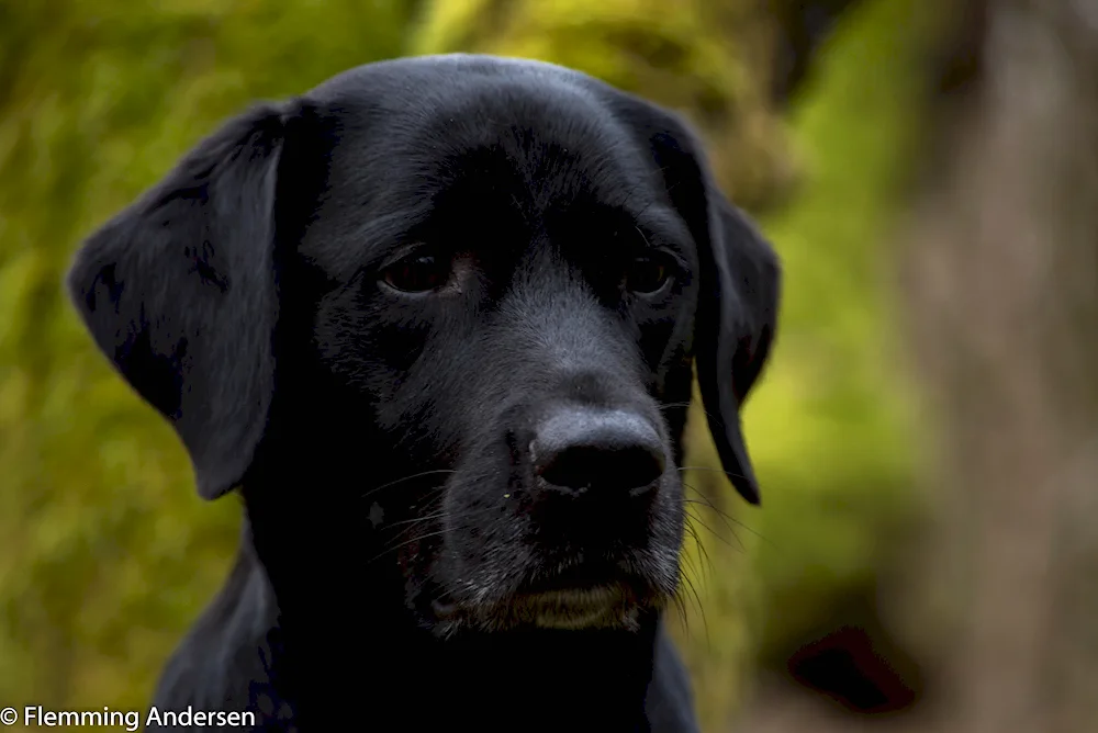 Labrador retriever