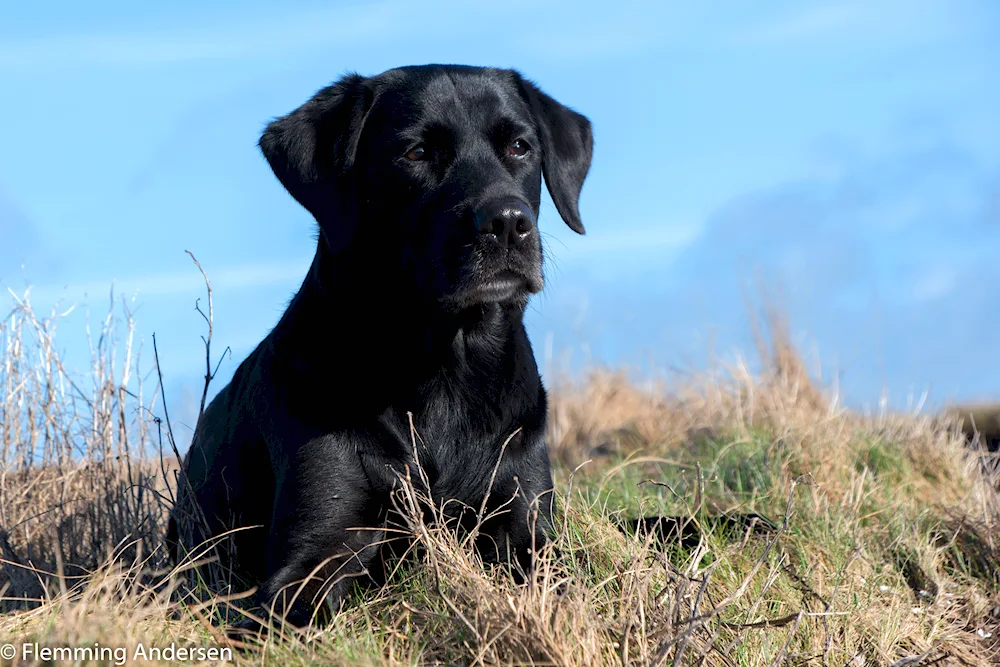 Labrador Black Retriever