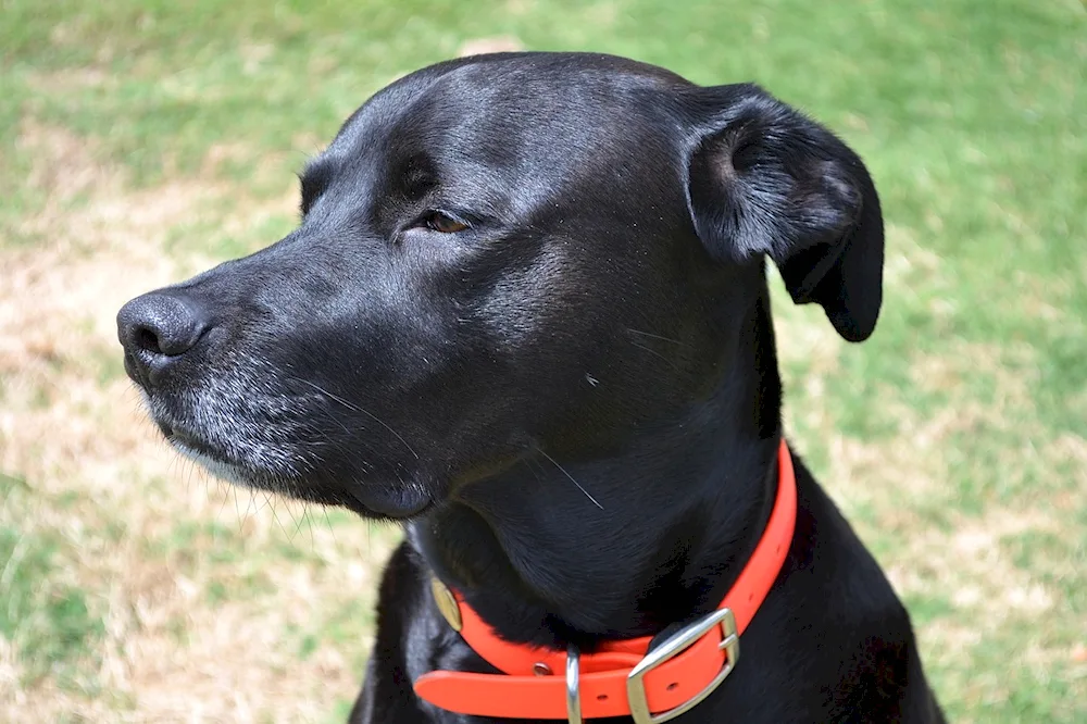 Labrador retriever black smoothhair