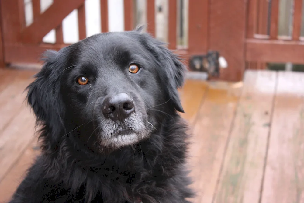 Labrador Retriever long-haired